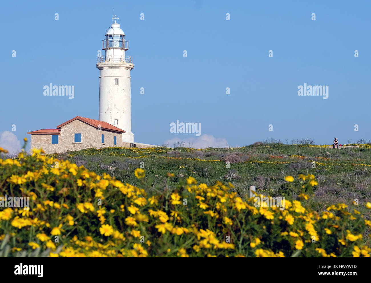 Wilde Blumen, (Krone Margeriten Chrysanthemum Coronarium) in voller Blüte im Paphos archäologischen Park mit dem Paphos Leuchtturm in der Ferne. Stockfoto