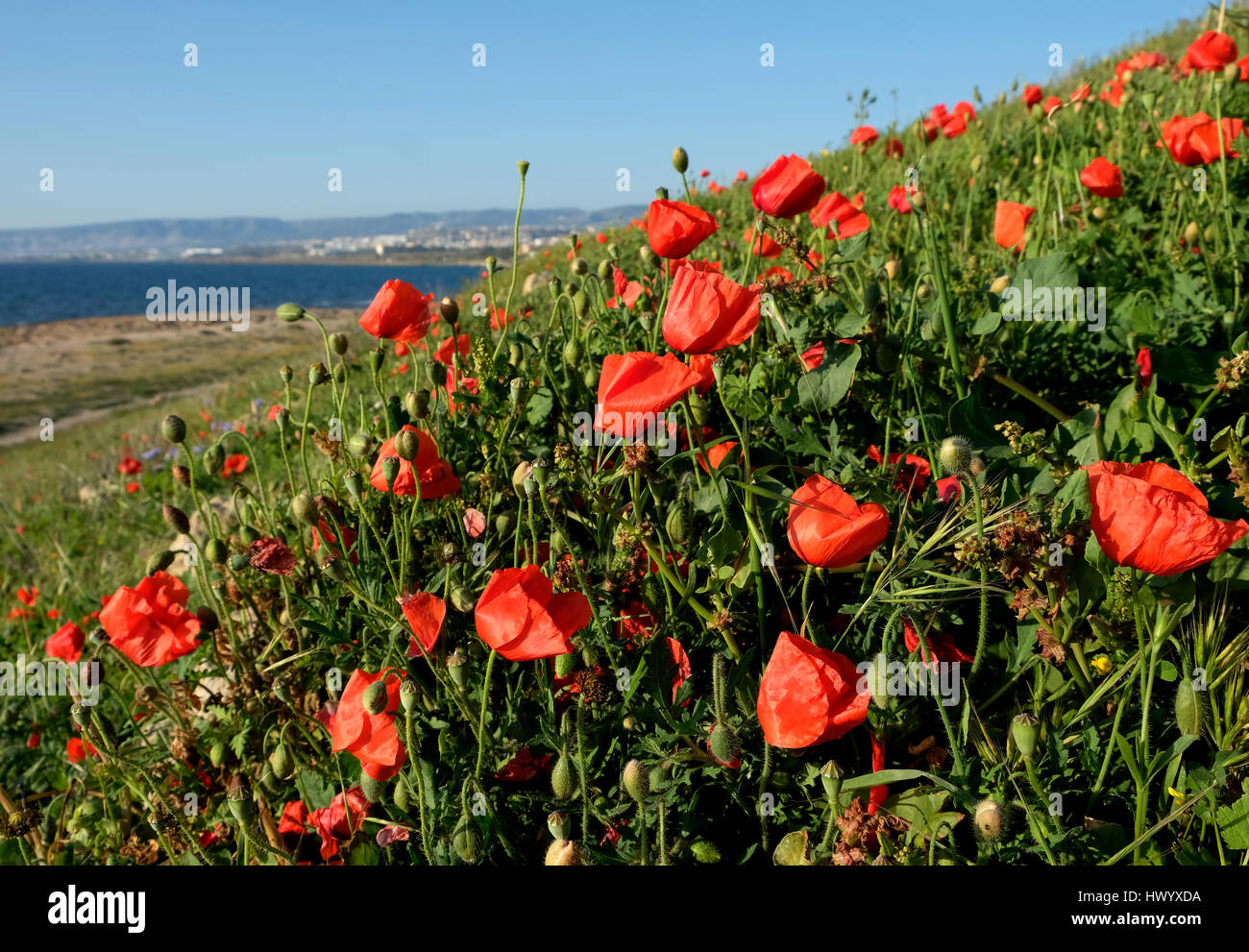 Paphos, Frühling: Ein Teppich aus roter Mohn in voller Blüte an der Küste in Paphos, Zypern. Stockfoto