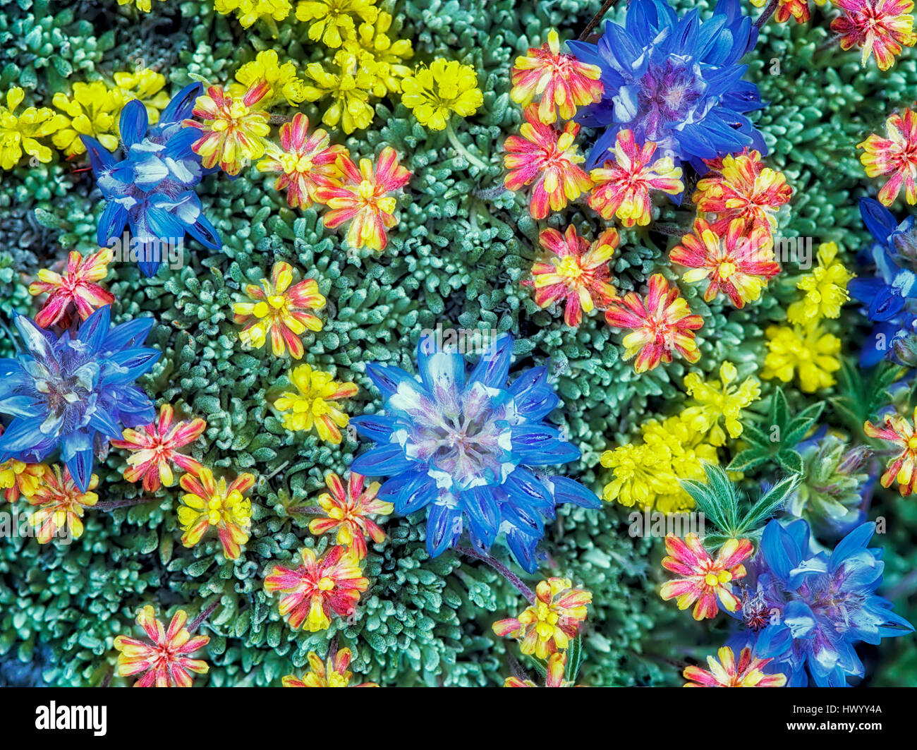 Gemischte Wildblumen. Vor allem Lupine und Sedum. Steens Mountain Wilderness, Oregon Stockfoto