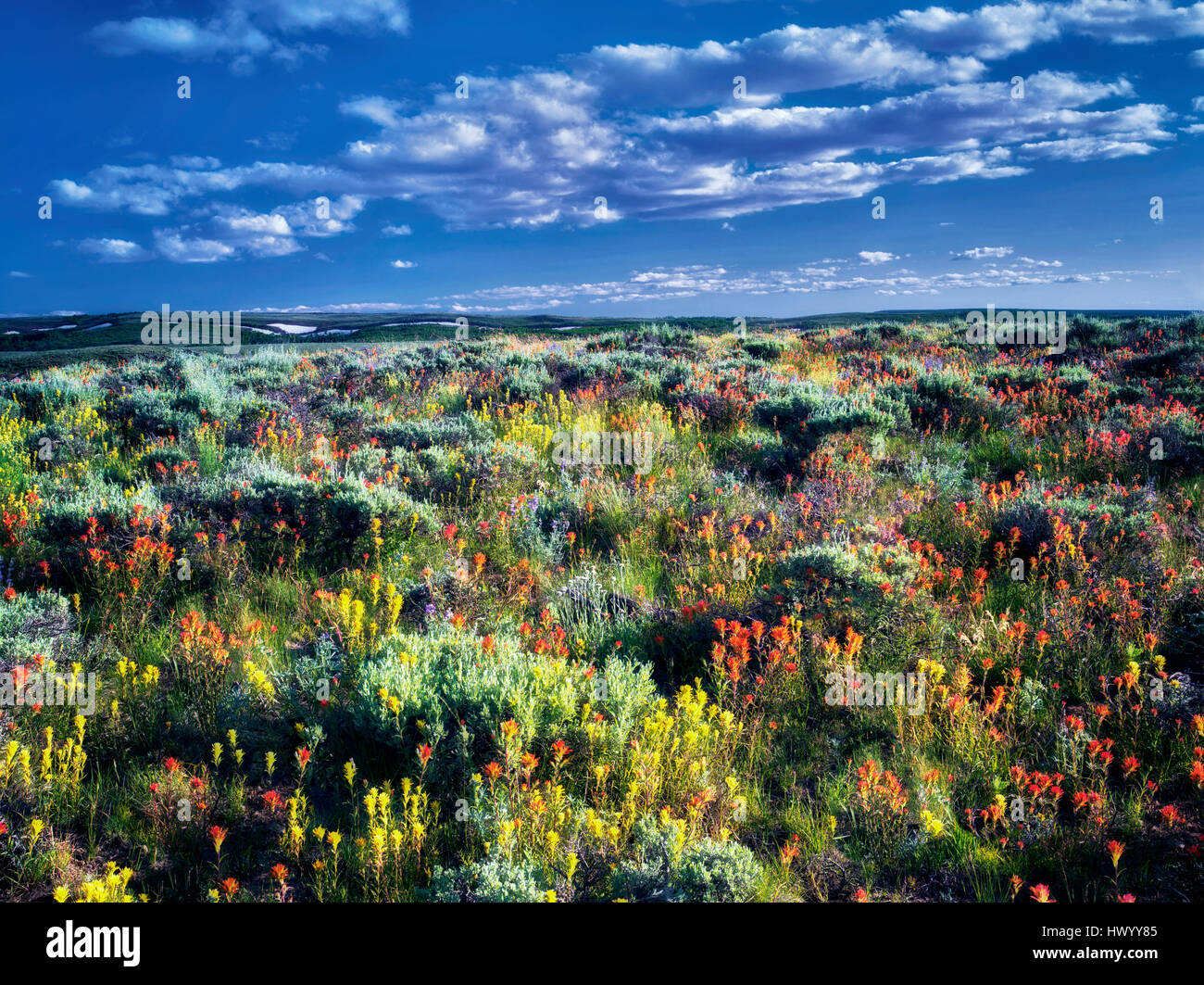 Kalk und roten Pinsel mit Beifuß. Steens Mountain Wilderness, Oregon Stockfoto