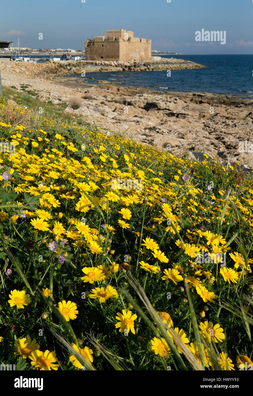 Paphos im Frühling, Paphos Fort (Burg) mit einer Bank von Crown Daisy Blumen in voller Blüte an der Küste. Stockfoto