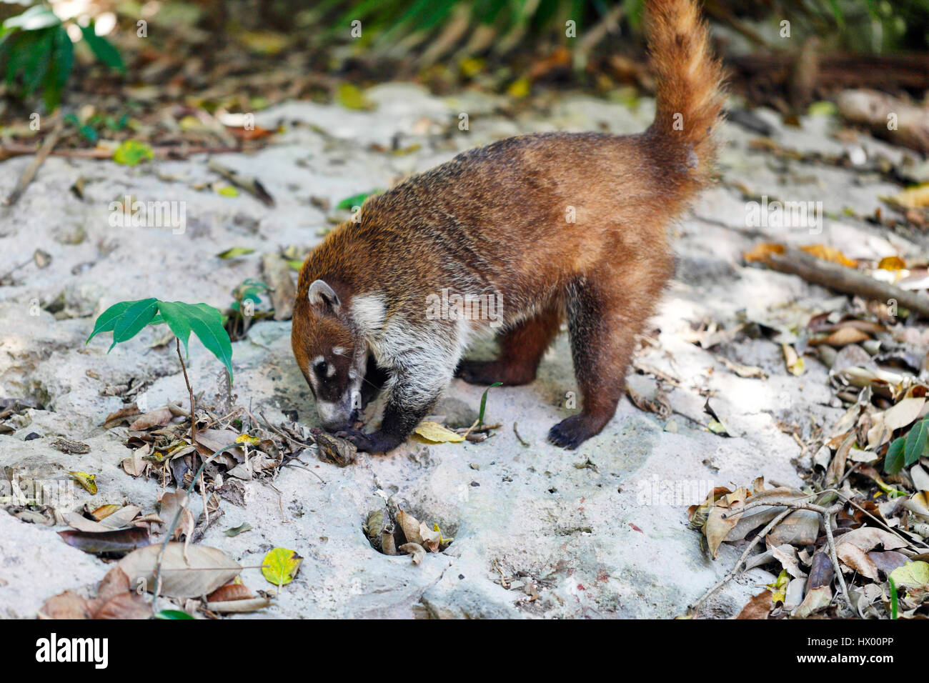 Nasenbär Tier hautnah in Tulum, Mexiko Stockfoto