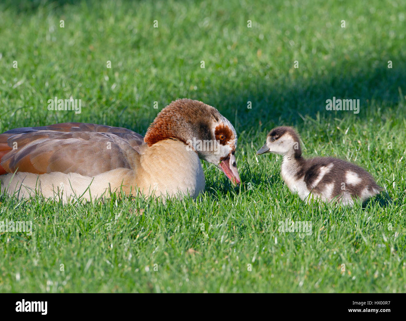 Nilgans Alopochen aegyptiacus und junge Brut Stockfoto