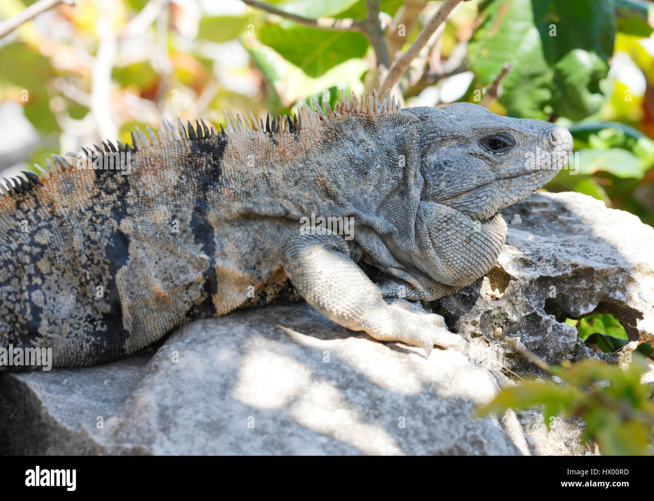 Nahaufnahme von Iguana Echse Entwurmung oben auf dem Felsen in Mexiko Stockfoto