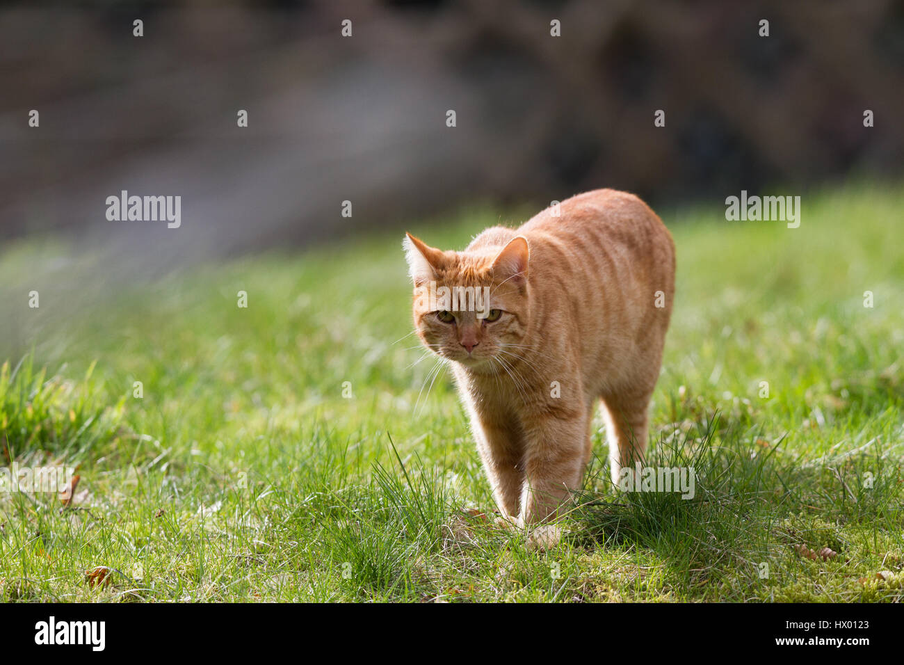 Ginger Tom Hauskatze (Felis Catus) zu Fuß durch Rasen im Garten Stockfoto