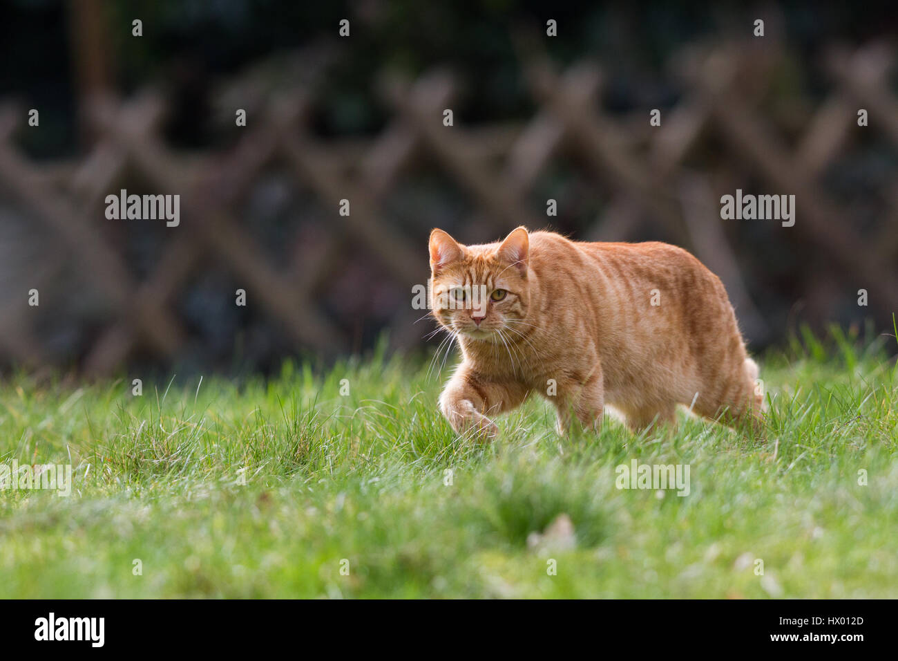 Ginger Tom Hauskatze (Felis Catus) zu Fuß durch Rasen im Garten Stockfoto