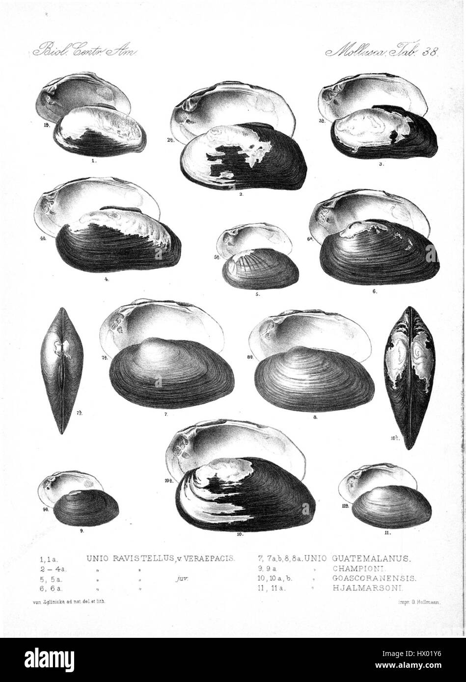Eduard von Marten war ein deutscher Wissenschaftler und Ethnologe, der vor allem im späten 19. Bis frühen 20. Jahrhundert für seine Forschung in Anthropologie und Ethnologie bekannt war. Seine Studien trugen zum Verständnis verschiedener Kulturen und Gesellschaften bei. Stockfoto