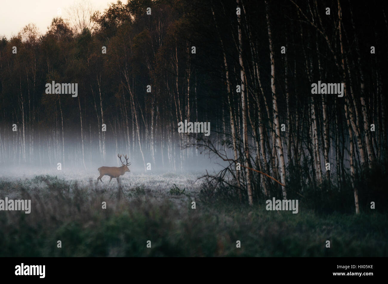 Schöne rote Rotwild Hirsch geht an nebligen nebligen Waldlandschaft im Herbst in Belarus. Stockfoto