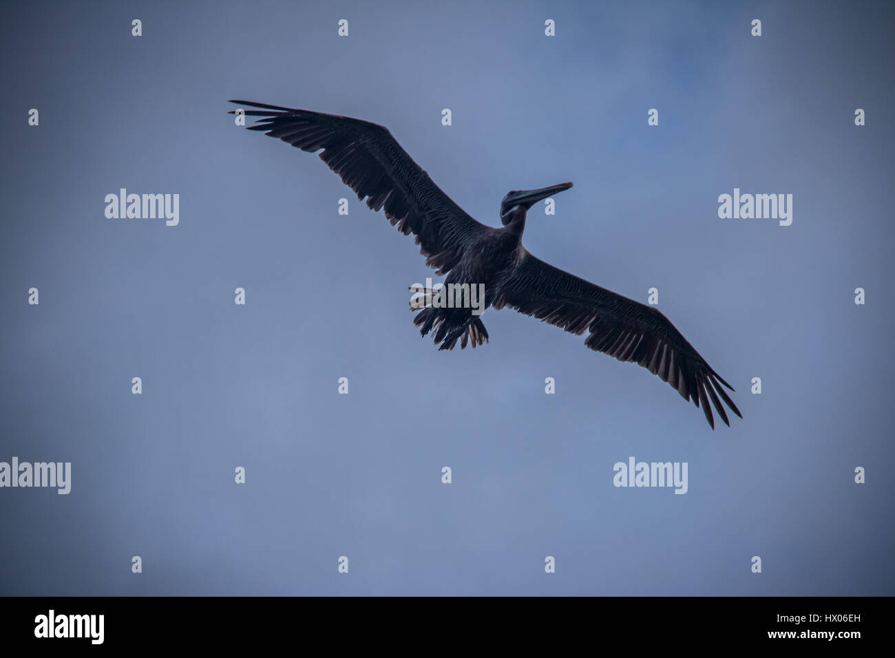 Braune Pelikan fliegen - Panama-Stadt, Panama Stockfoto