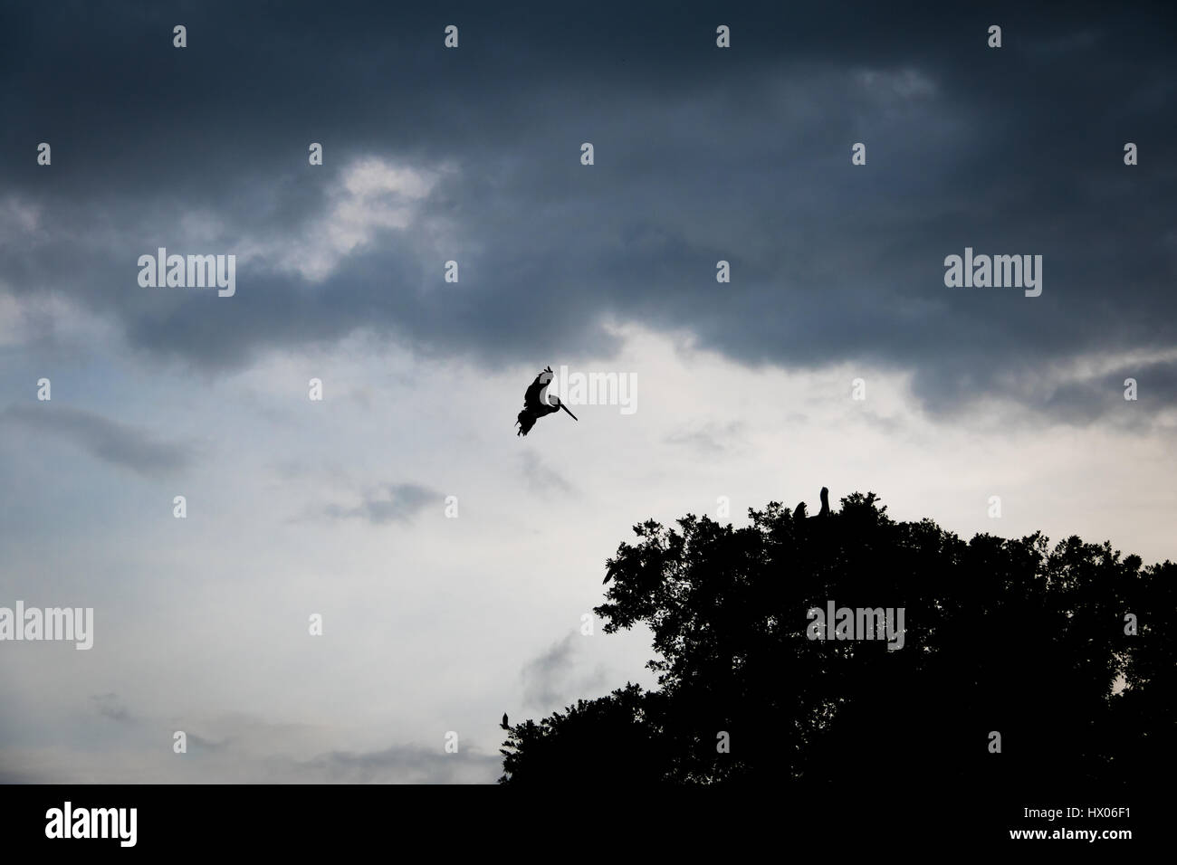 Silhouette von einem braunen Pelikan Landung auf einem Baum - Panama-Stadt, Panama Stockfoto