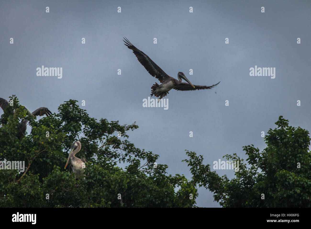Braune Pelikan fliegen über einen Baum - Panama-Stadt, Panama Stockfoto