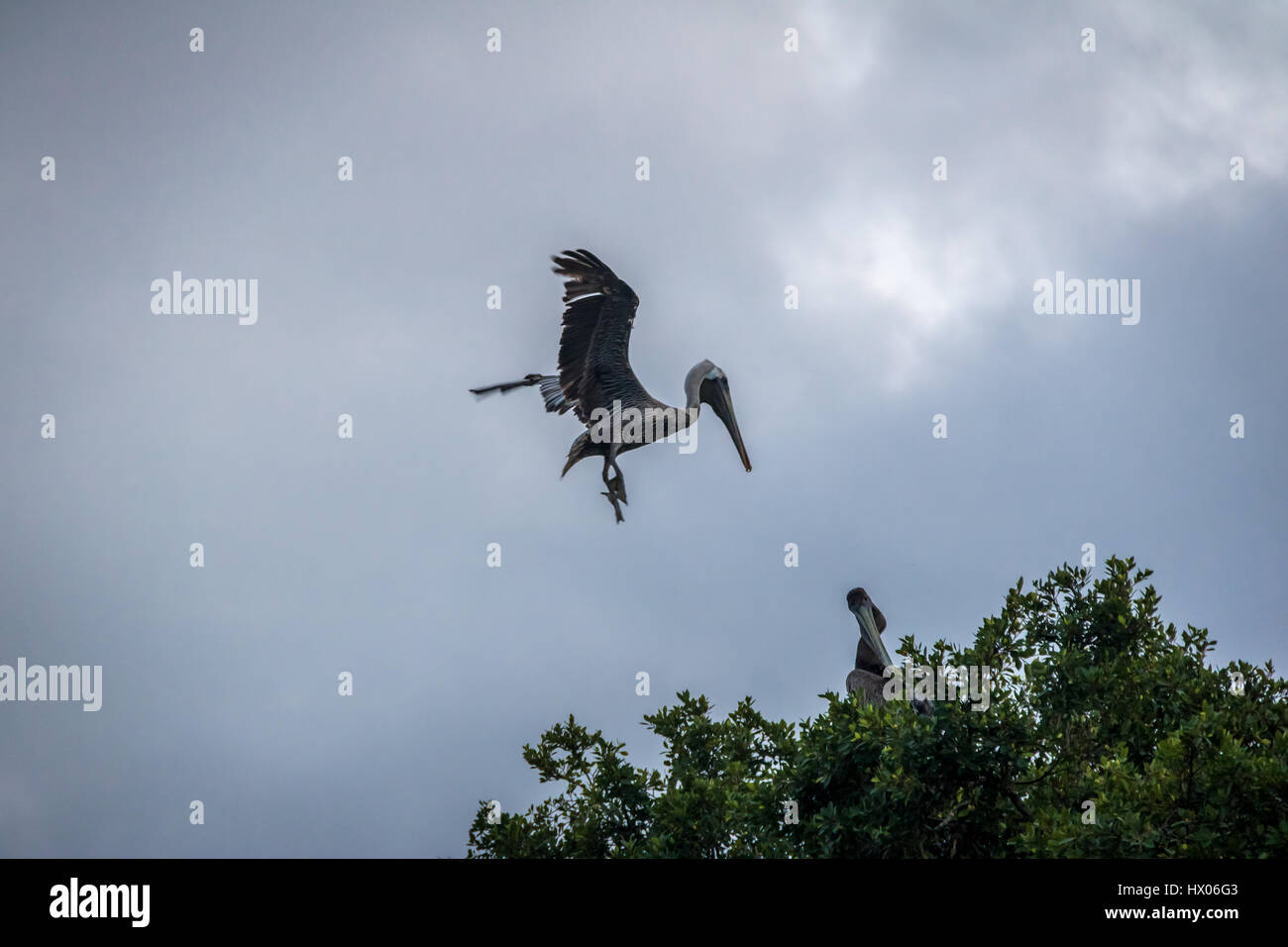Braune Pelikan fliegen über einen Baum - Panama-Stadt, Panama Stockfoto