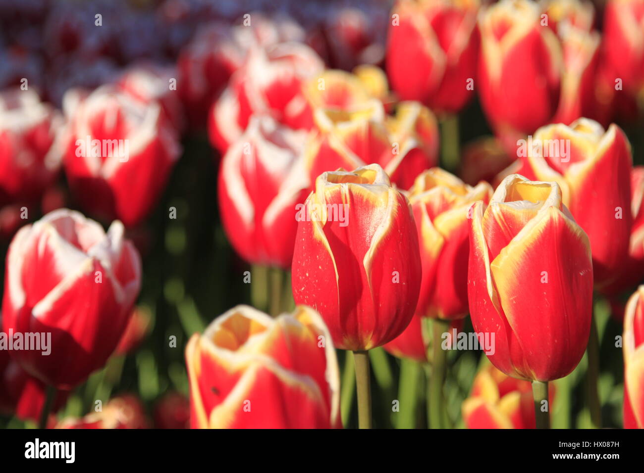 Skagit Valley Tulip Festival, Washington, USA Stockfoto
