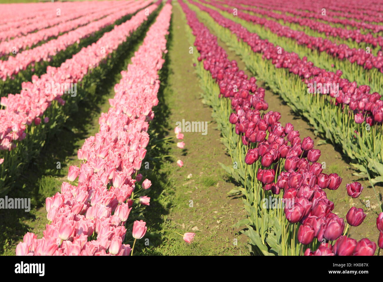 Skagit Valley Tulip Festival, Washington, USA Stockfoto