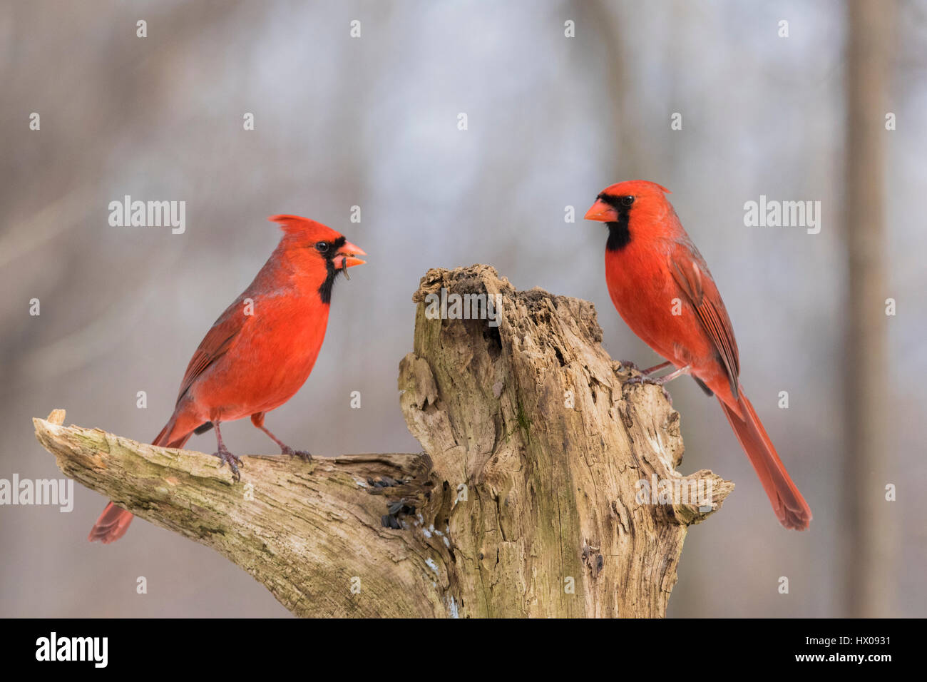 zwei Männchen nördlichen Kardinal im winter Stockfoto