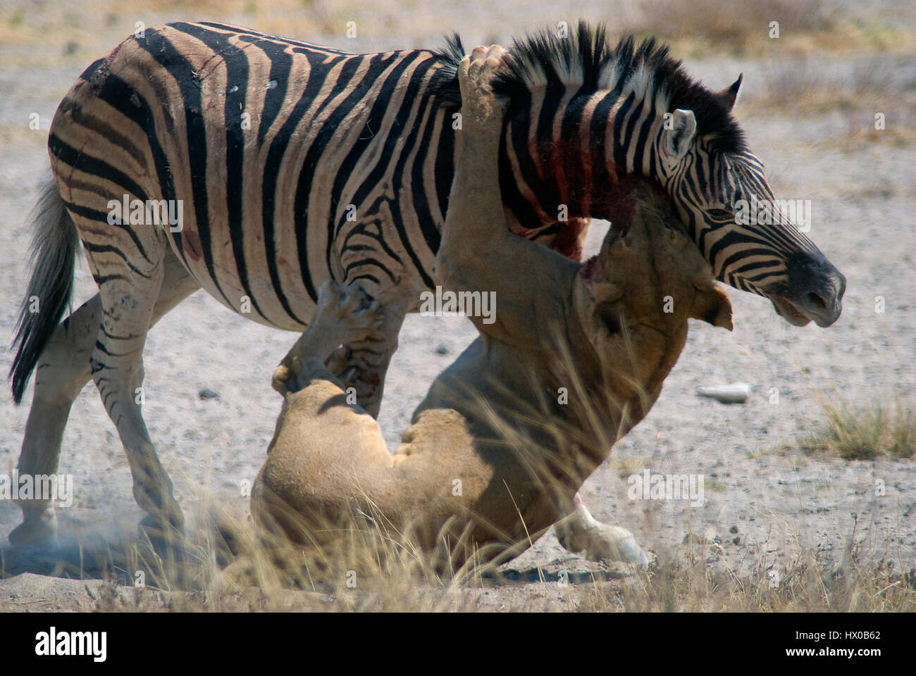 Löwin (Panthera leo), die in der Hitze des Tages ein Zebra (Equus quagga) am Wasserloch Salvadora tötete. Etosha National Park. Stockfoto