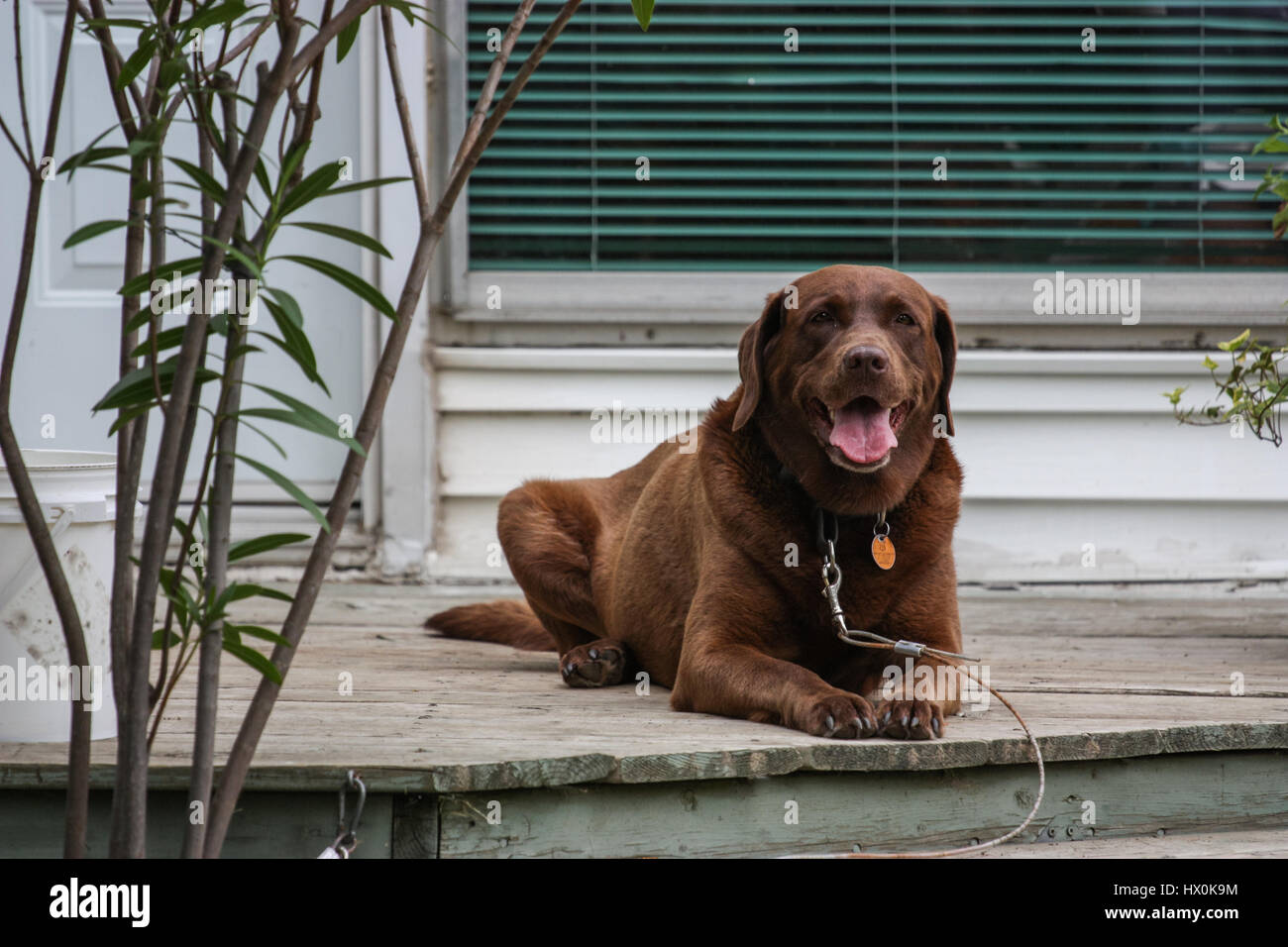 Hund auf dem Deck eines Stockfoto