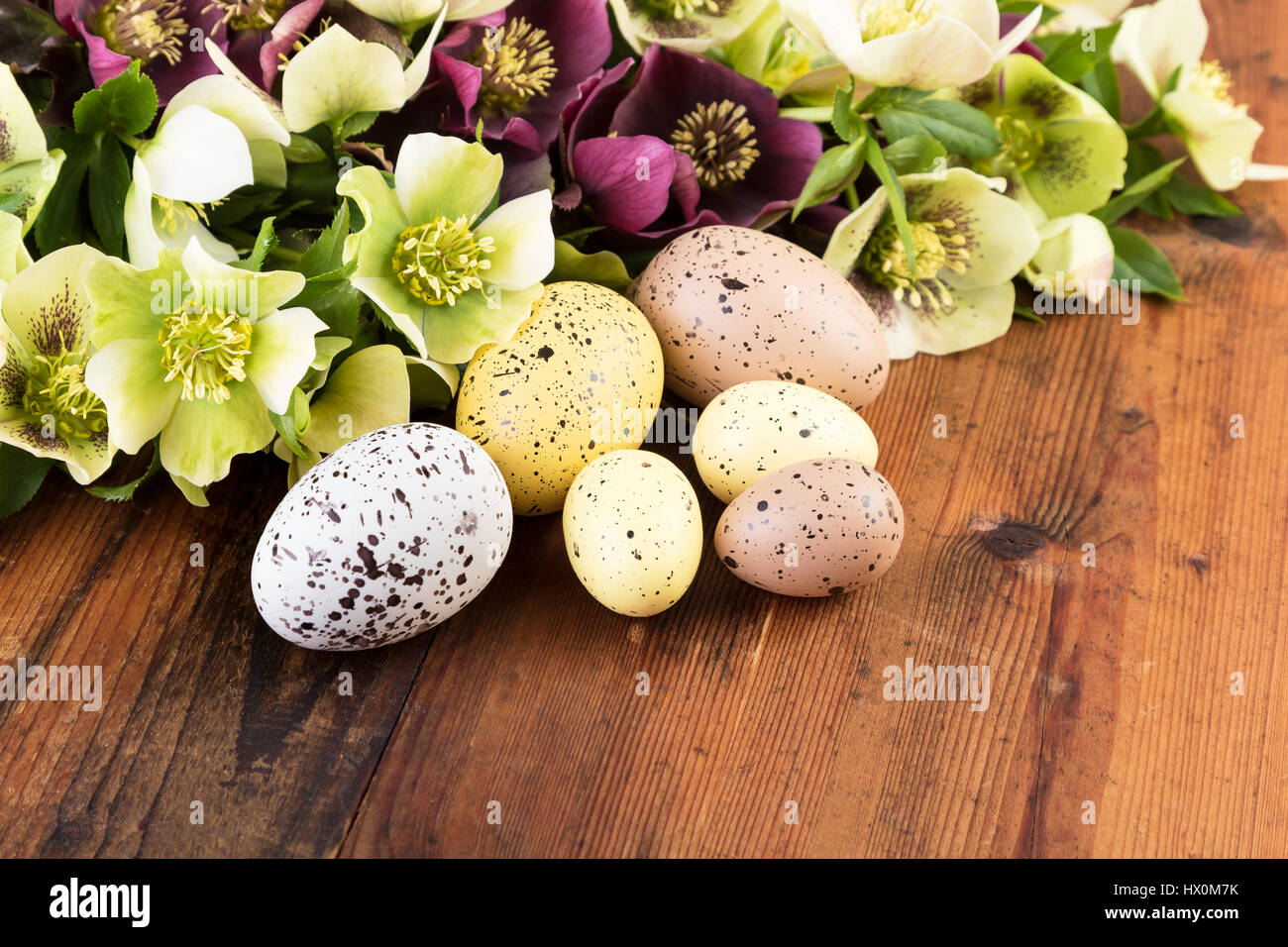Osterei Pastell Farbe mit Frühlingsblumen auf natürlichen hölzernen Hintergrund. Lila und grüne Fastenzeit Rosen Nahaufnahme. Stockfoto