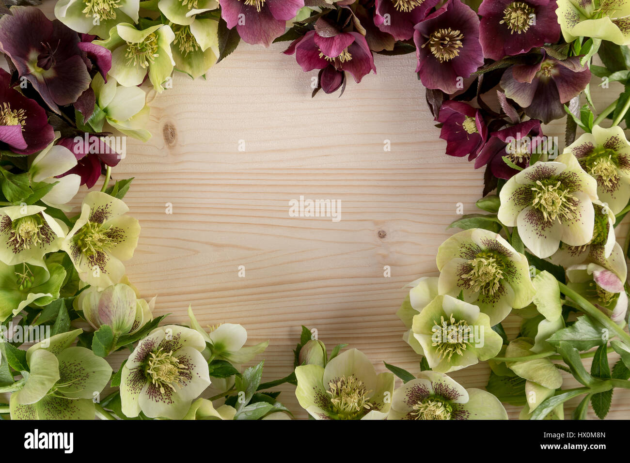 Frühling Blumen natürlichen Hintergrund Rahmen Grußkarte. Ansicht von oben, Raum zu kopieren. Stockfoto
