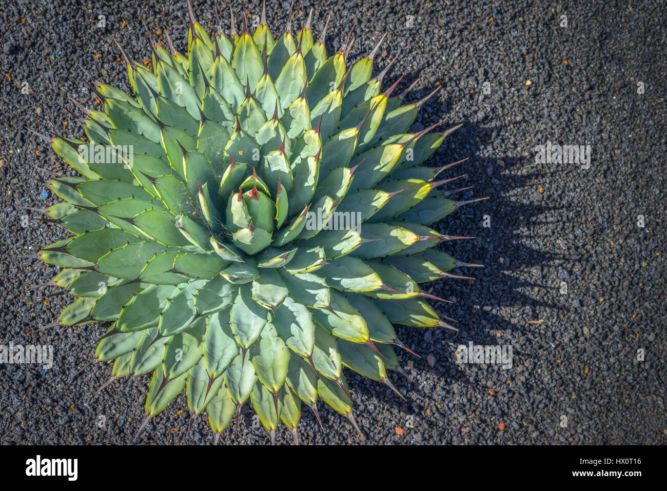 Agave Pflanze, Kaktus Stockfoto Agave Pflanze, Kaktus Stockfoto