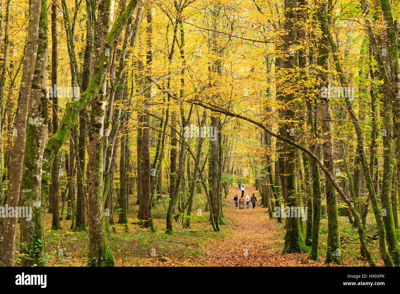 Frankreich, Allier, Tronçais Wald, Saint-Bonnet-Tronçais, Familienwanderung Herbst Stockfoto