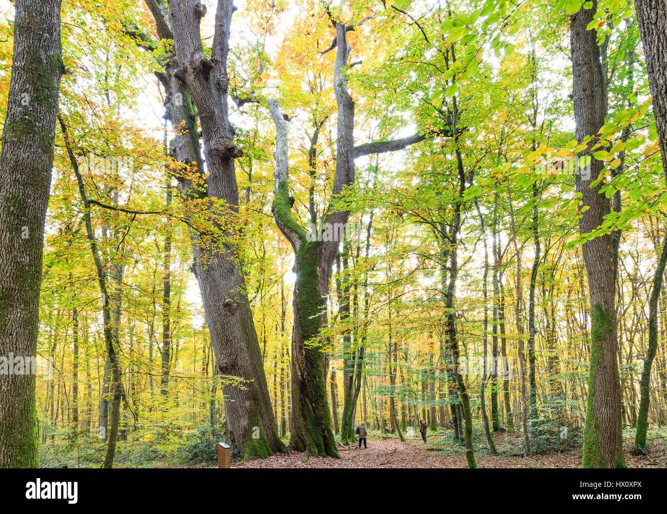 Frankreich, Allier, Tronçais Wald, Saint-Bonnet-Tronçais, Remarkables Sessiles Eichen Jumeaux (Quercus Petraea) im Alter von Anfang des XVIeme Jahrhunderts Stockfoto