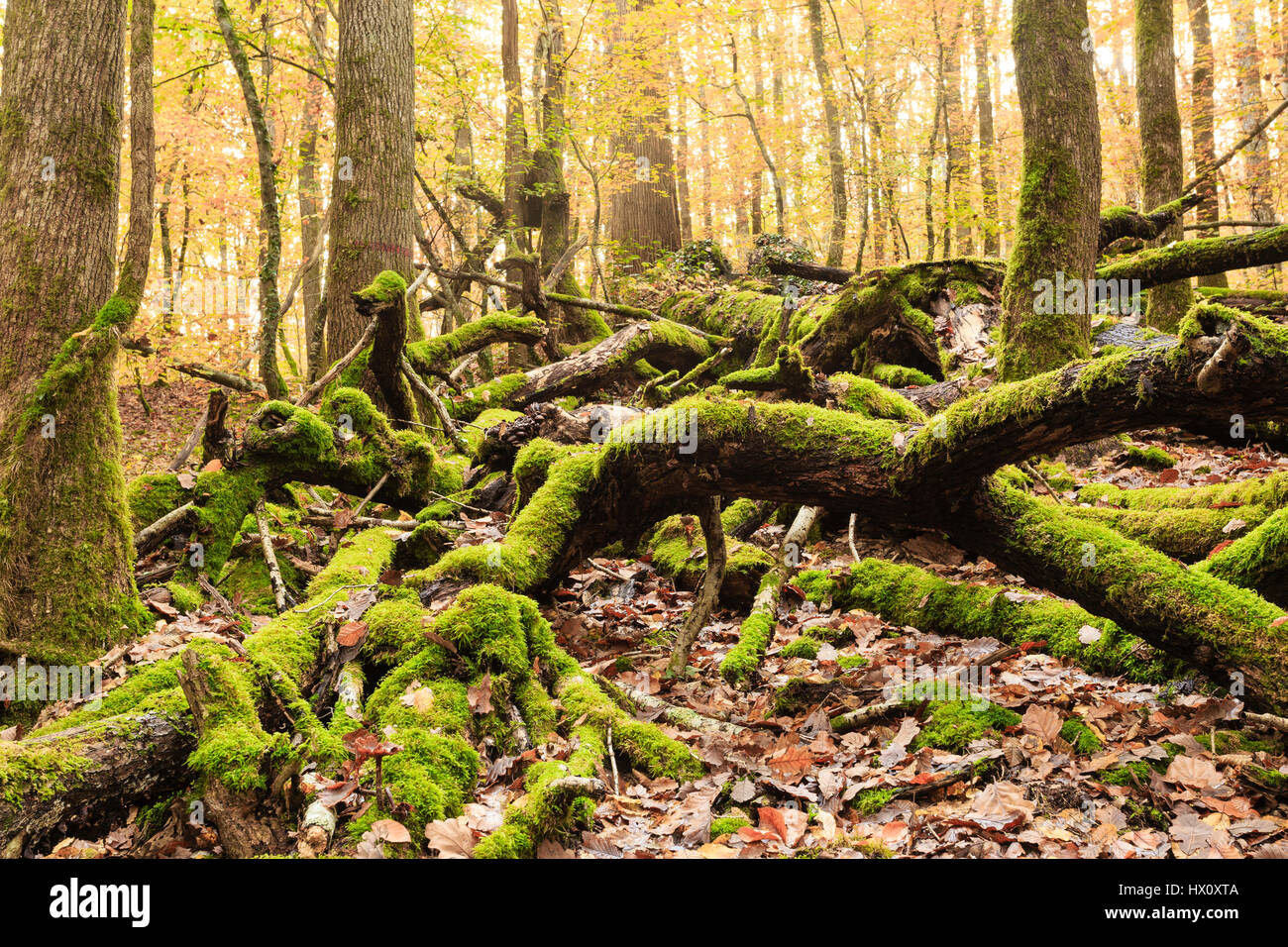 Frankreich, Allier, Tronçais Wald, Saint-Bonnet-Tronçais, gefallene toten Äste auf dem Boden im Wald Stockfoto