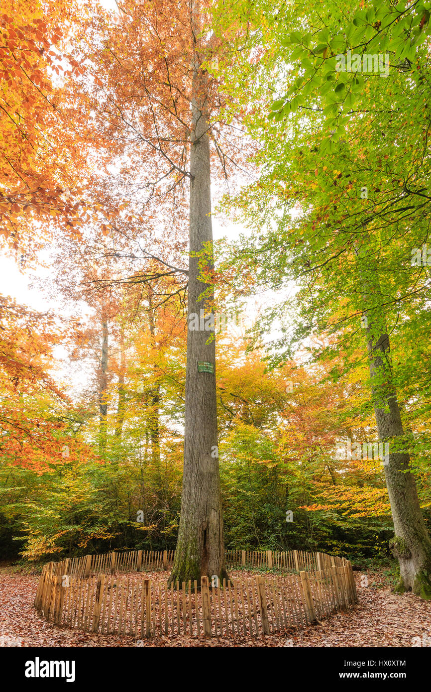 Frankreich, Allier, Tronçais Wald, Saint-Bonnet-Tronçais, Wald Colbert, biologischen Reservat im Herbst des Widerstands, bemerkenswerte Baum Eiche Stockfoto