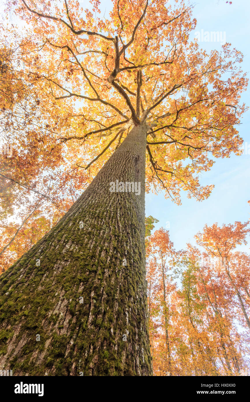 Frankreich, Allier, Tronçais Wald, Saint-Bonnet-Tronçais, bemerkenswerte sessile Eiche Stebbing im Herbst (Quercus Petraea), die schönsten des Waldes Stockfoto