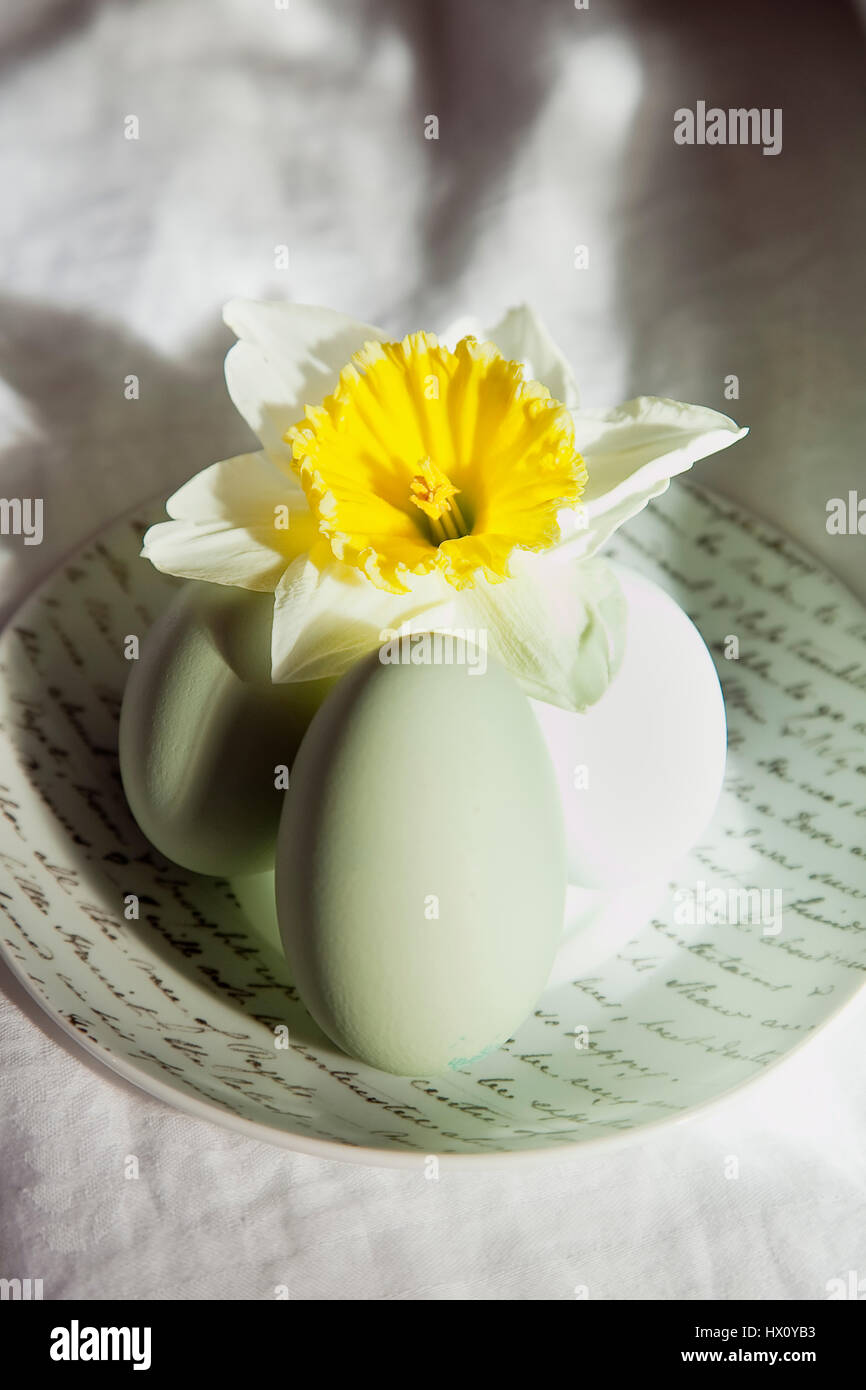 Feste, religiöse, Ostern, Studioaufnahme von Eiern auf Keramik Untertasse mit gelben Narzissen. Stockfoto