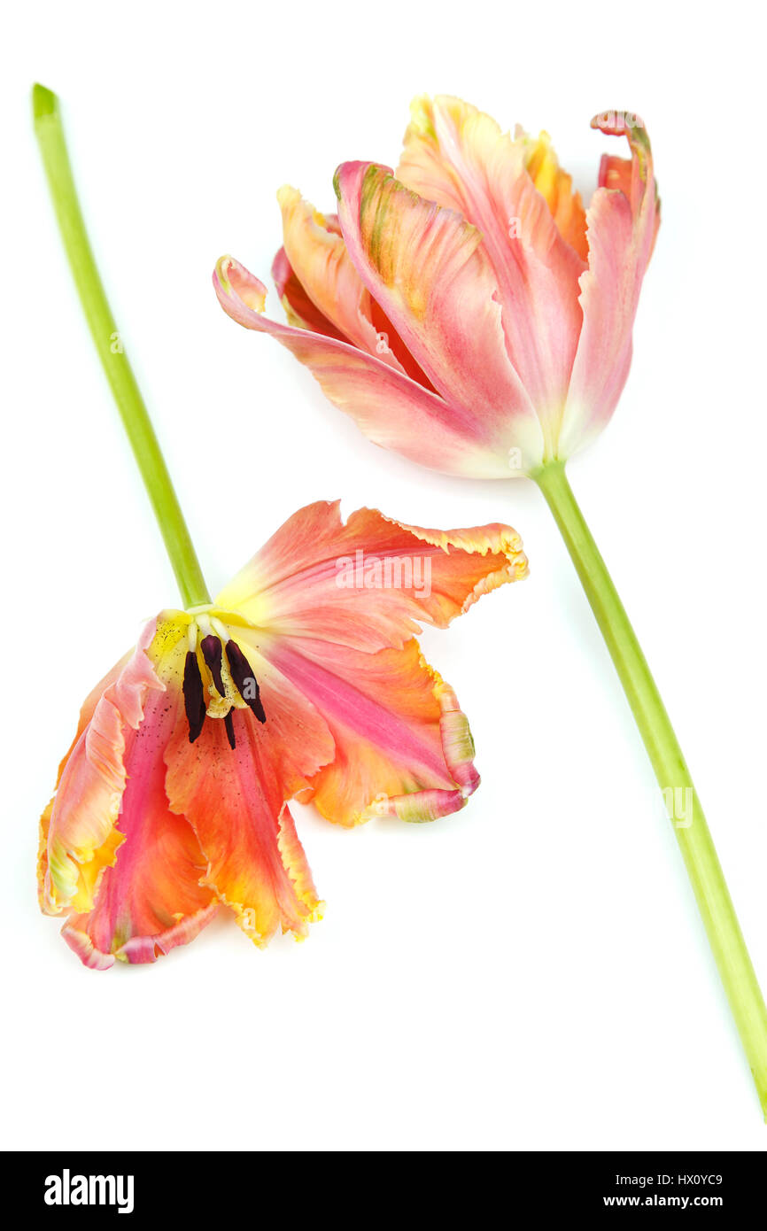 Pflanzen, Blumen, Studioaufnahme von bunten schneiden Tulpe vor weißem Hintergrund. Stockfoto