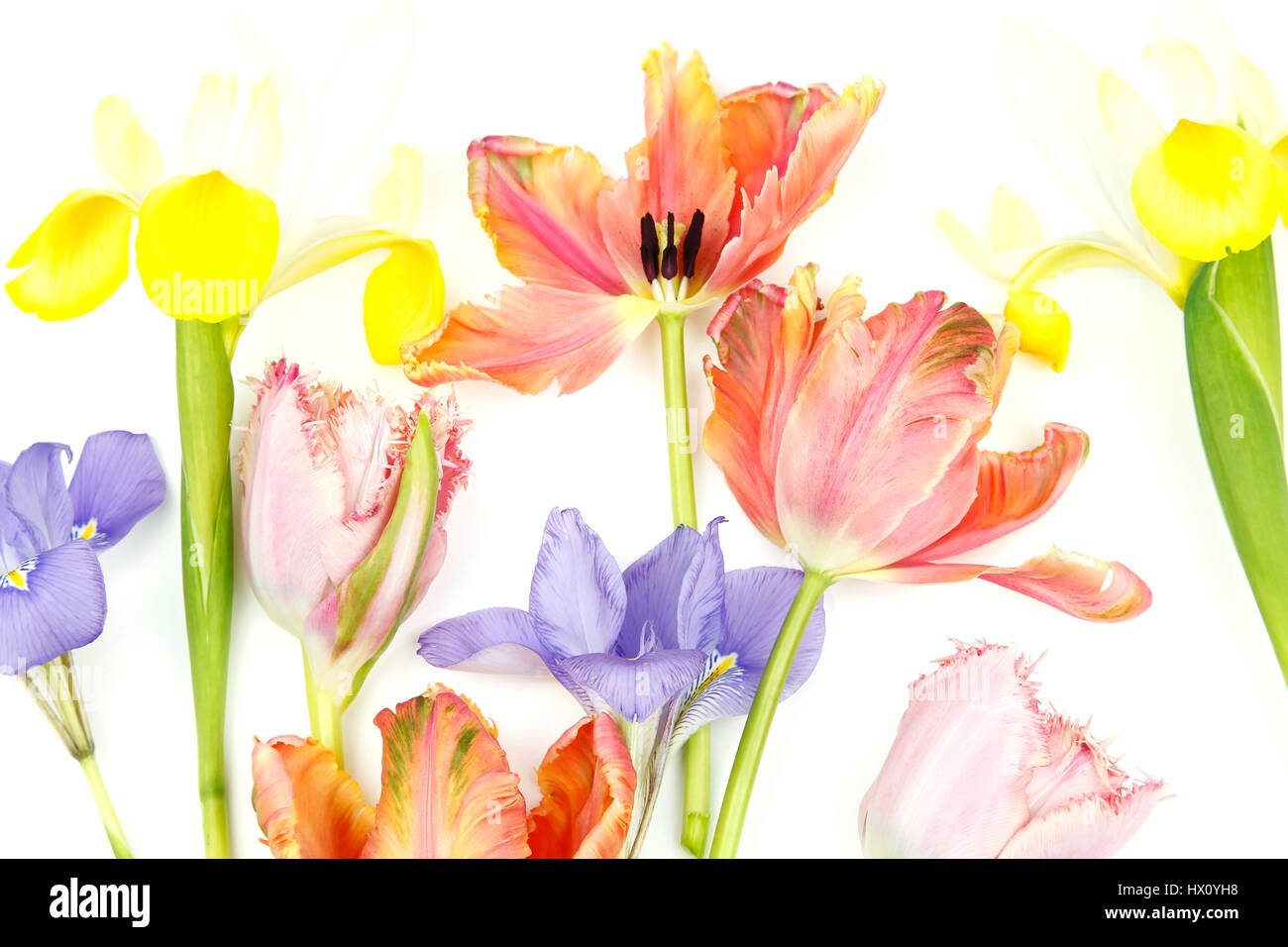 Pflanzen, Blumen, Studioaufnahme von bunten schneiden Tulpe mit Iris vor weißem Hintergrund. Stockfoto