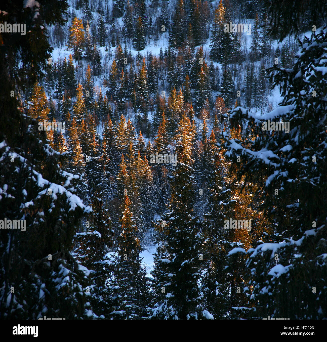 Norwegen, Telemark, Berg Gaustatoppen im winter Stockfoto