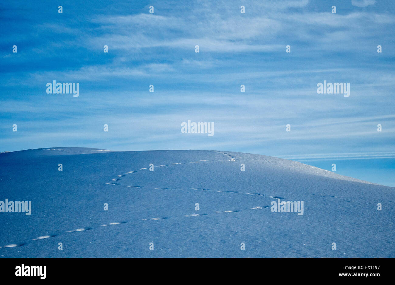 Italien, Umbrien, Apennin, Monte Cucco Park, Spuren im Schnee auf dem Gipfel Cucco Stockfoto