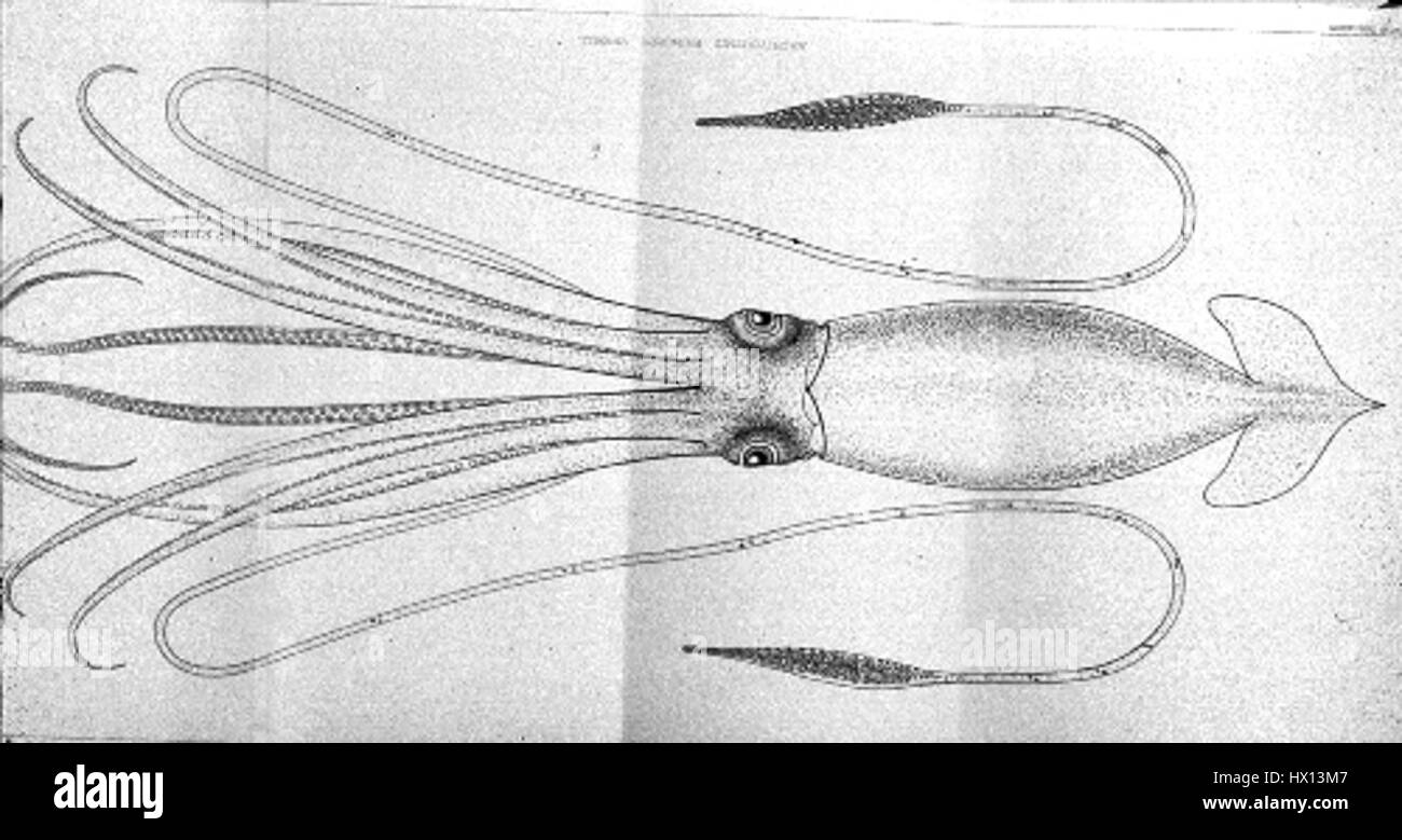 In seiner Beschreibung liefert Professor A. E. Verrill einen ausführlichen Bericht über den Riesenkalmar, ein selten gesehenes Tiefseetier. Er beschreibt seine Größe, Anatomie und die Herausforderungen, die es mit der Erforschung in seiner natürlichen Umgebung zu bewältigen gilt. Die Beschreibung hebt seine bemerkenswerten Tentakel und Augen hervor, die Meeresbiologen seit Jahrzehnten faszinieren. Stockfoto