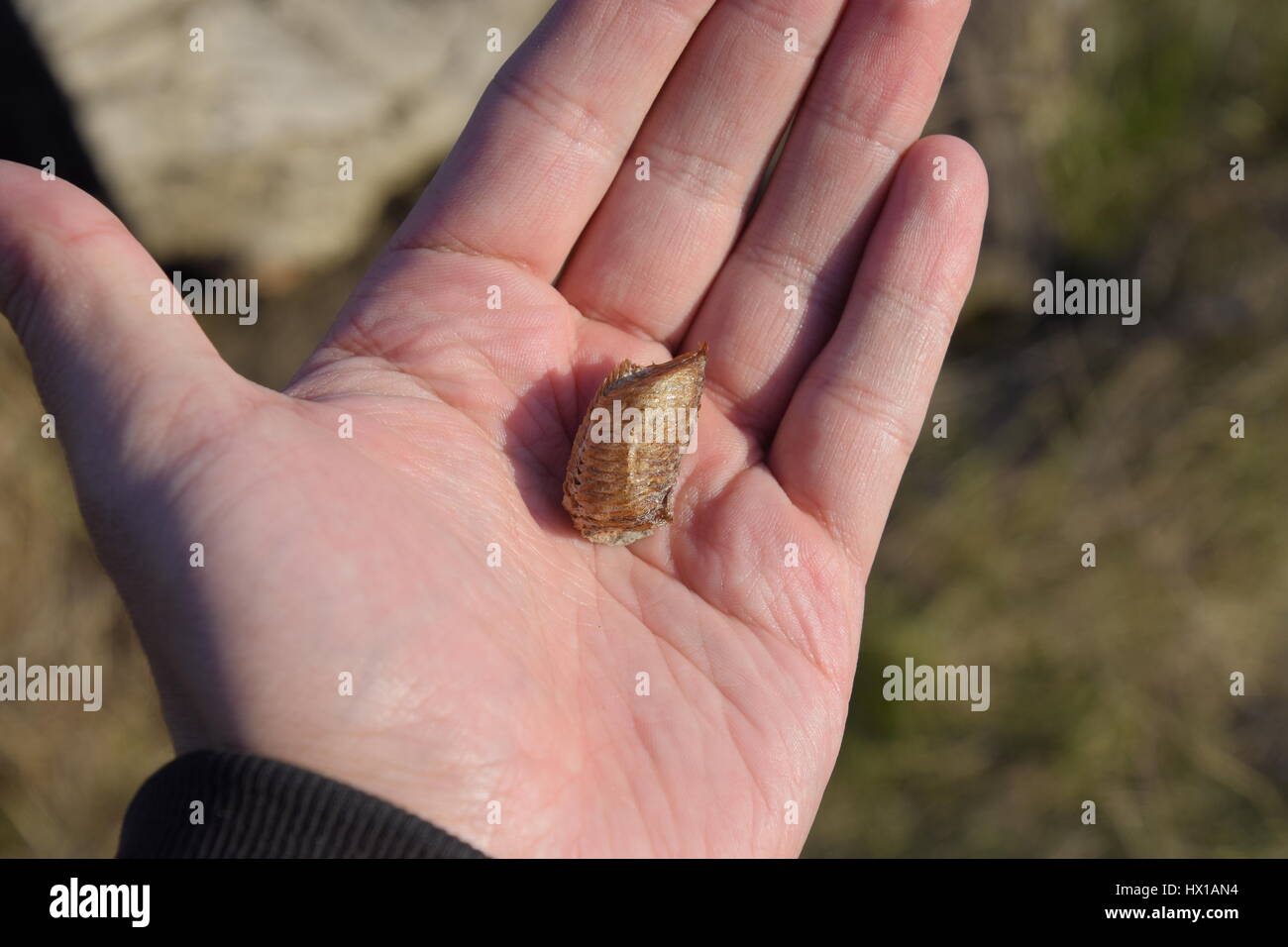 Haufen Von Mantis In Der Menschlichen Hand Inspektion Ootheca Das Insekt Gelegt In Den Kokon Fur Den Winter Sind Eiablage Stockfotografie Alamy