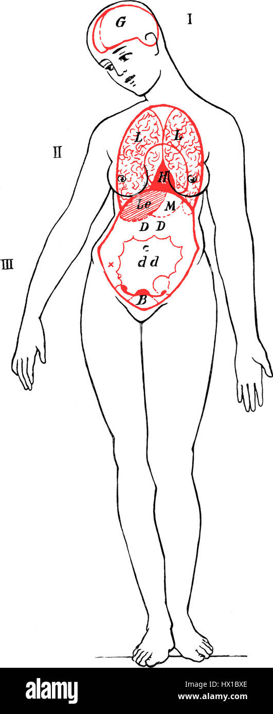 Diese anatomische Illustration aus dem 18. Jahrhundert mit dem Titel „die inneren Organe und Körperhöhlen des Weibes“ stellt die weibliche Anatomie in detaillierter wissenschaftlicher Hinsicht dar und betont die Untersuchung des menschlichen Körpers in dieser Zeit im medizinischen Bereich. Stockfoto