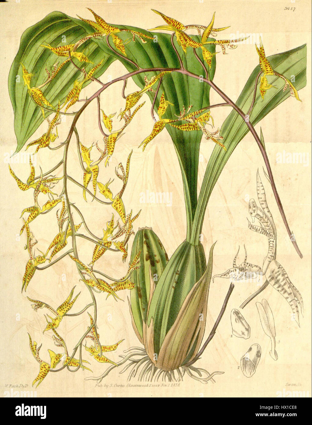 Gongora maculata ist eine Orchideenart, die in Curtis' Botanical Magazine, Platte 3687, in Band 65, veröffentlicht wurde. Diese Art ist bekannt für ihre charakteristischen gefleckten Blüten und ihren Platz in botanischen Illustrationen des 19. Jahrhunderts. Stockfoto