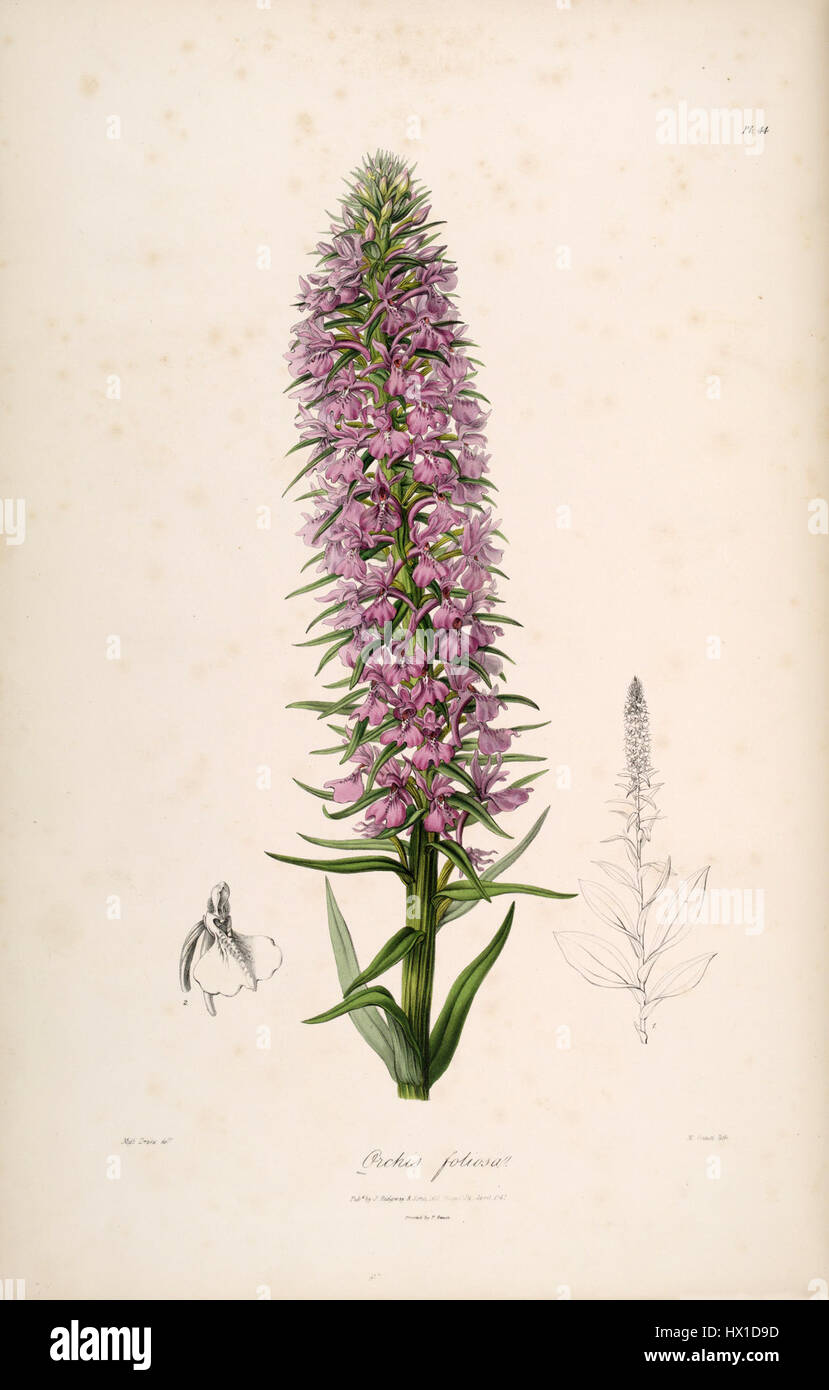*Dactylorhiza foliosa* (früher *Orchis foliosa*) ist eine Orchideenart, die in *Sertum Lindley* (1838) dargestellt wird. Bekannt für seine einzigartige Blütenstruktur, verfügt es über eine Reihe violetter Farbtöne mit gepunkteten Mustern auf seinen Blütenblättern. Diese Pflanze ist in Europa beheimatet und wird für ihre zarte Schönheit und ihre komplizierten Blumenarrangements bewundert. Stockfoto