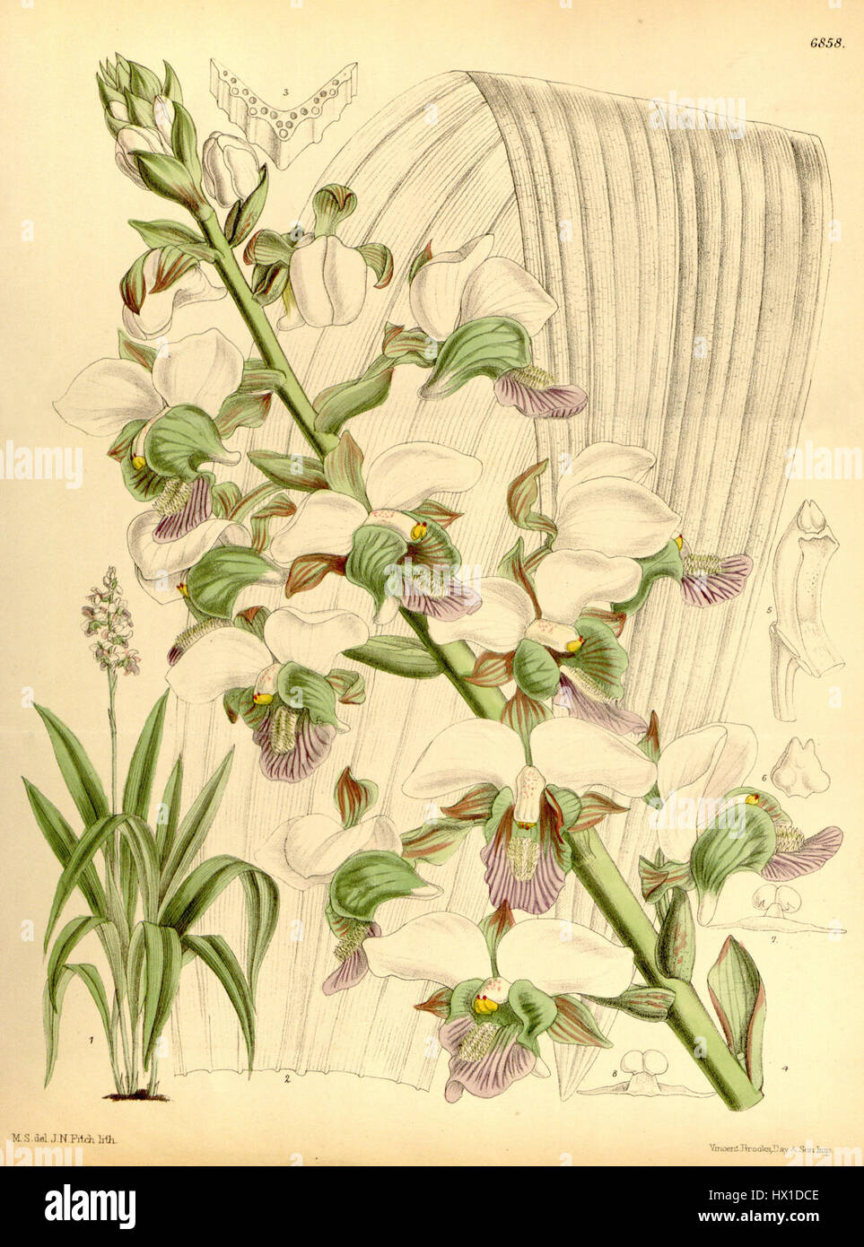 Eulophia rosea, einst als Lissochilus sandersonii klassifiziert, ist eine Orchideenart, die 1886 in Curtis' botanischer Serie beschrieben wurde. Diese Pflanze ist bekannt für ihre zarten, rosa Blüten und veranschaulicht die Schönheit und Vielfalt der tropischen Orchideen, mit einem Schwerpunkt auf präzisen botanischen Illustrationen und Blumenvielfalt in den botanischen Studien des 19. Jahrhunderts. Stockfoto