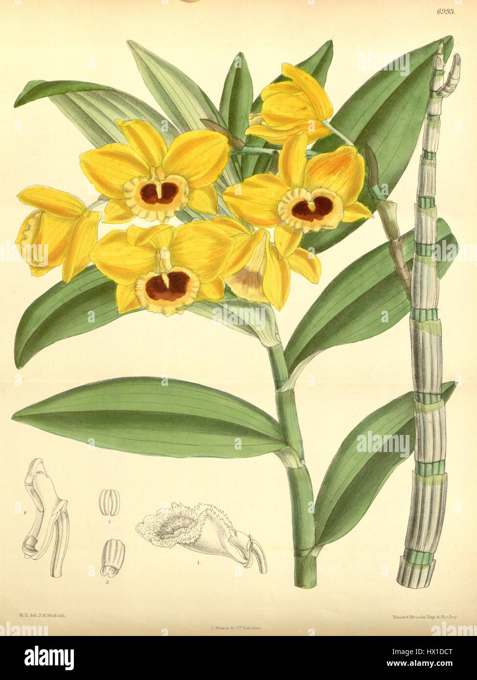 Abbildung von Dendrobium chryseum (Synonym: Dendrobium clavatum Wall) Aus Curtis's Botanical Magazine (1888), Platte 6993, gezeichnet von Matilda Smith und Lithographie von John Nugent Fitch, die die Orchideenart darstellt. Stockfoto