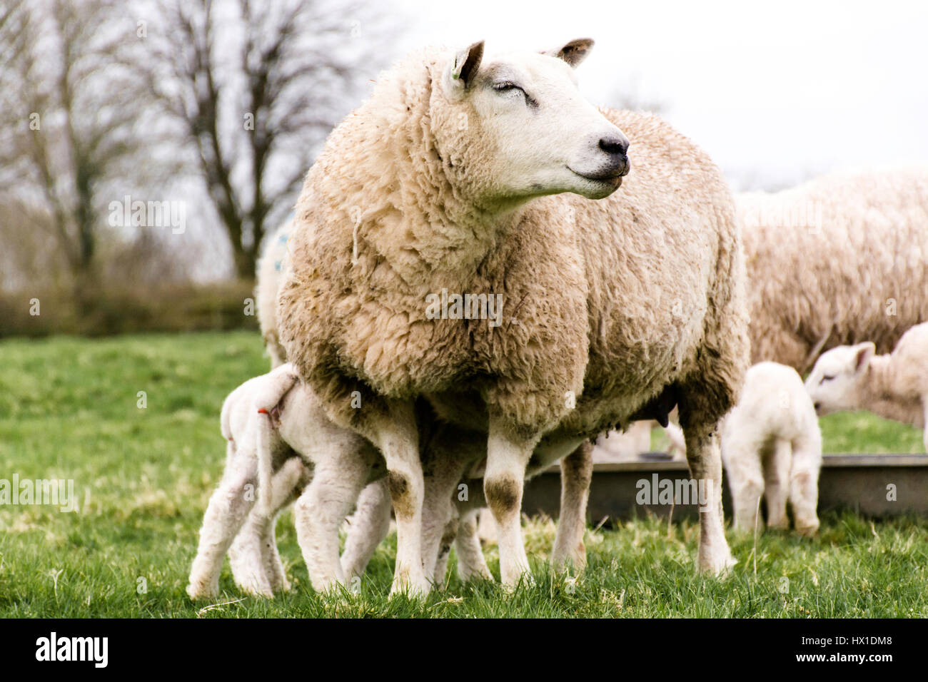 ein Schafe ihre Lämmer füttern Stockfoto