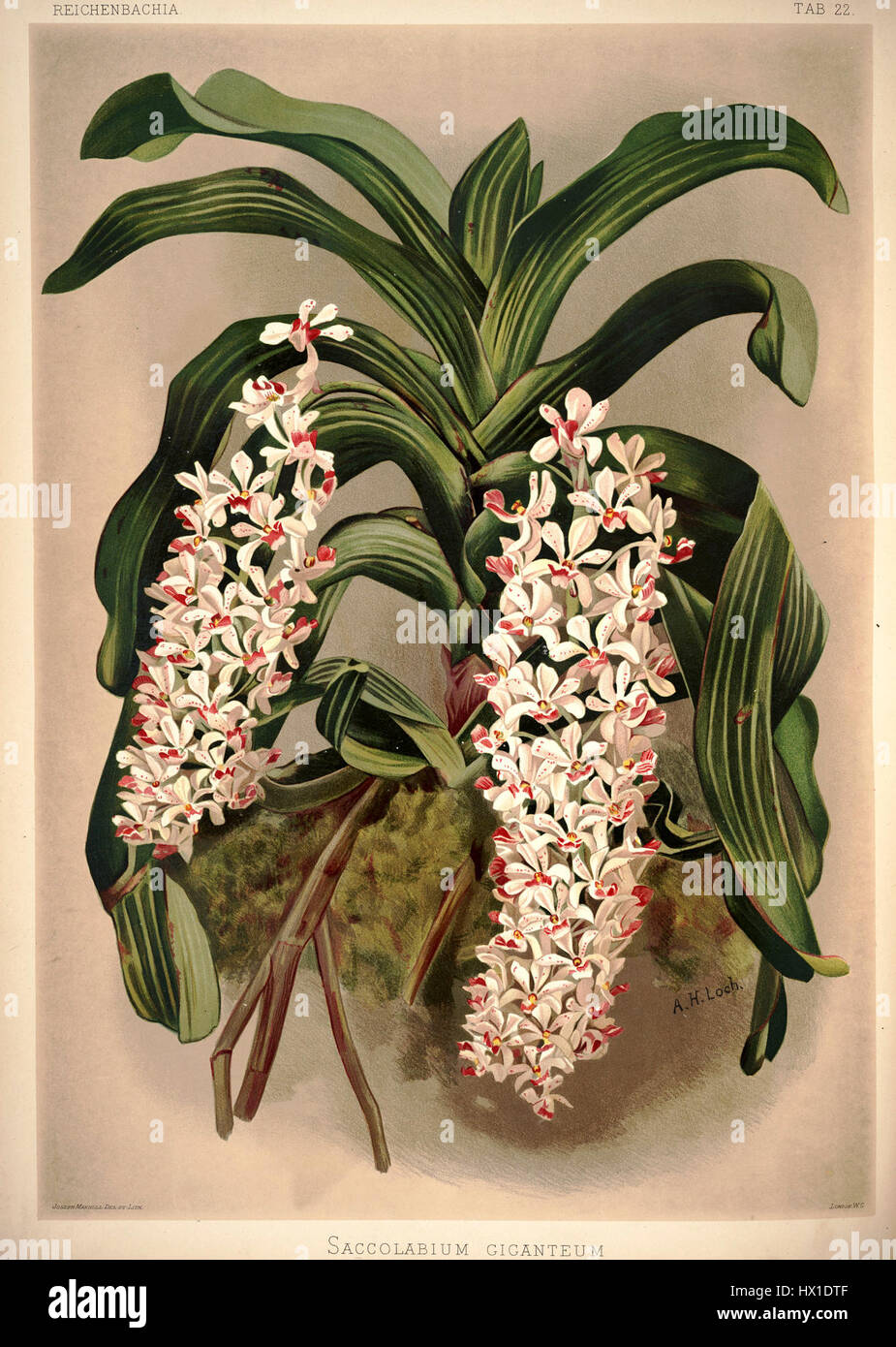 *Reichenbachia I*, Platte 22 aus Frederick Sanders botanischem Werk, zeigt die Orchideenart *Saccolabium giganteum*. Diese Illustration zeigt die detaillierte Darstellung der Orchideenblüten und zeigt ihre Größe und Schönheit. Stockfoto