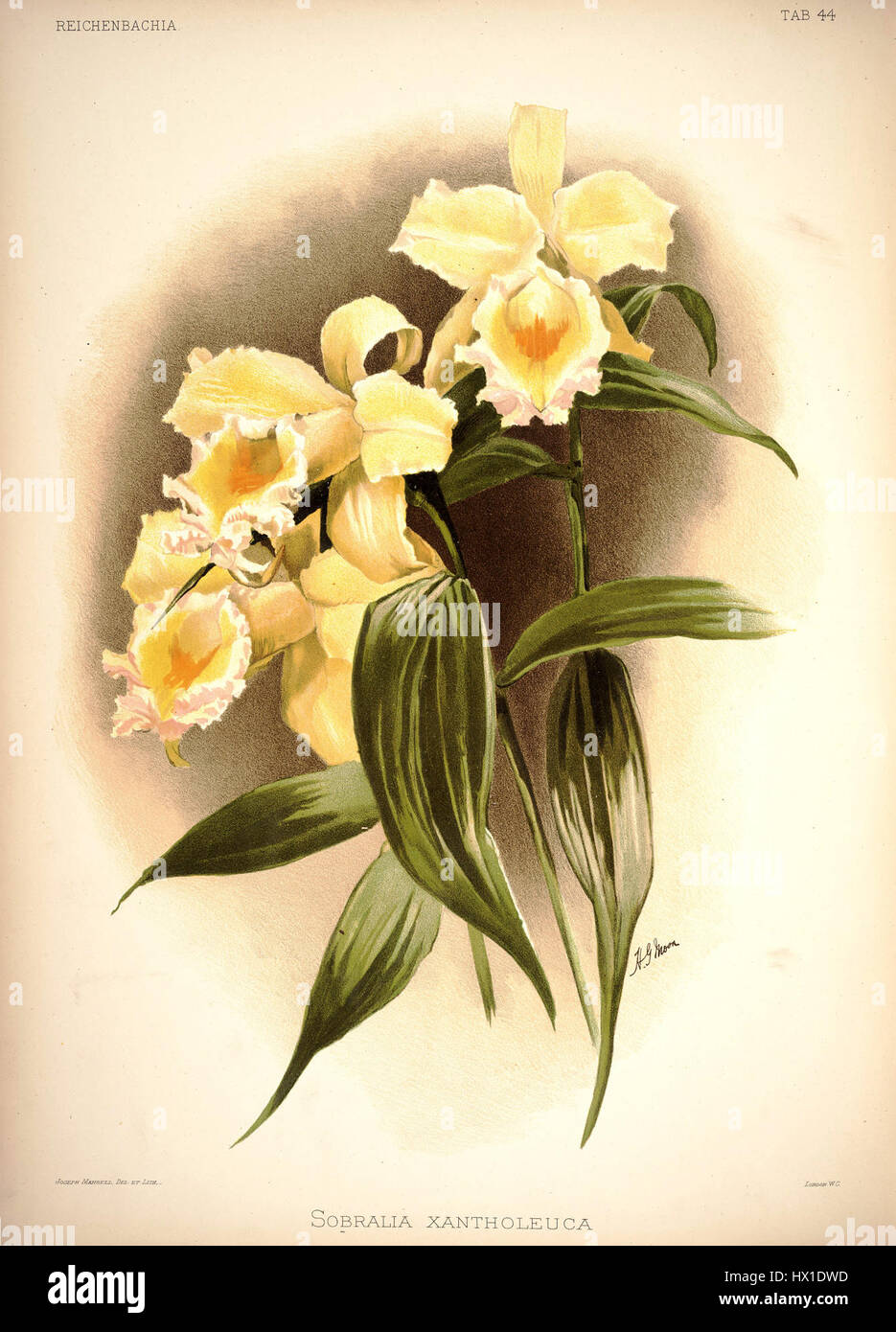 Eine botanische Platte aus Frederick Sanders „Reichenbachia I“ (1888), die Sobralia xantholeuca zeigt, eine Orchideenart mit einzigartigen Merkmalen. Stockfoto