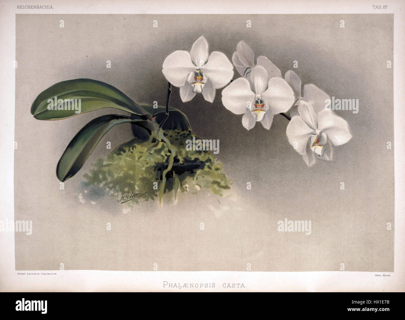 Frederick Sanders „Reichenbachia II Plate 87“ aus dem Jahr 1890 zeigt eine Illustration der Orchidee Phalaenopsis casta, die seine Beiträge zur botanischen Illustration widerspiegelt. Die Arbeit ist detailliert und wissenschaftlich angelegt und zeigt die Schönheit und Struktur der Blume. Stockfoto