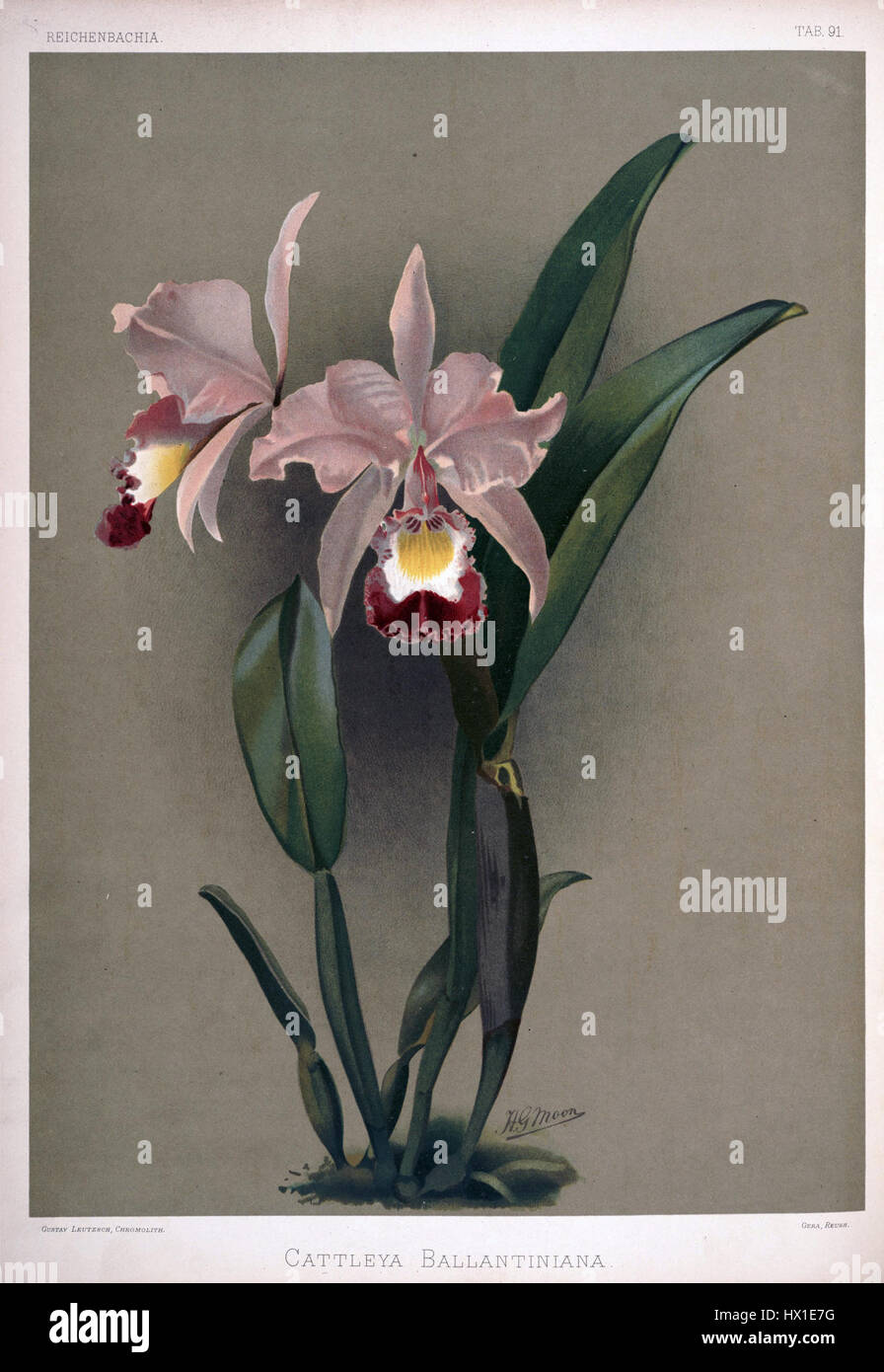Friedrich Sander Reichenbachia II Platte 91 (1890) Cattleya Ballantiniana Stockfoto