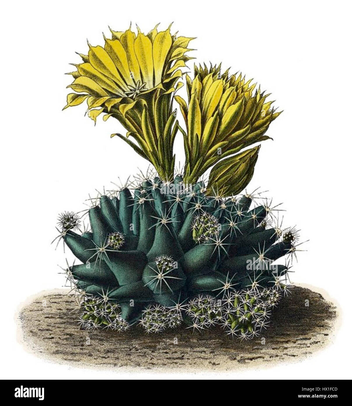 Escobaria missouriensis ssp. Missouriensis, auch bekannt als Missouri Cactus, ist eine Kaktusart, die in den Vereinigten Staaten beheimatet ist. Diese Sorte ist bekannt für ihre kugelförmige Form und ihre charakteristischen Stacheln, die in trockenen Umgebungen gedeihen. Stockfoto