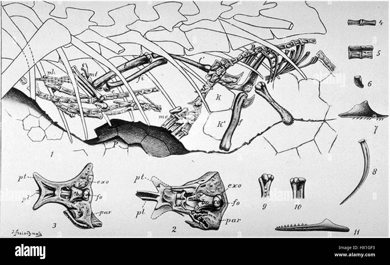Compsognathus ist ein kleiner Theropoden-Dinosaurier, der 1903 von Nopcsa beschrieben wurde. Bekannt für seinen schlanken Körper und seine bipedale Natur, lebte er im späten Jura im heutigen Europa. Diese Art wird oft als agil und möglicherweise insektenfressend dargestellt. Nopcsas erste Studie über seine fossilen Überreste legte den Grundstein für die zukünftige Dinosaurierforschung. Stockfoto