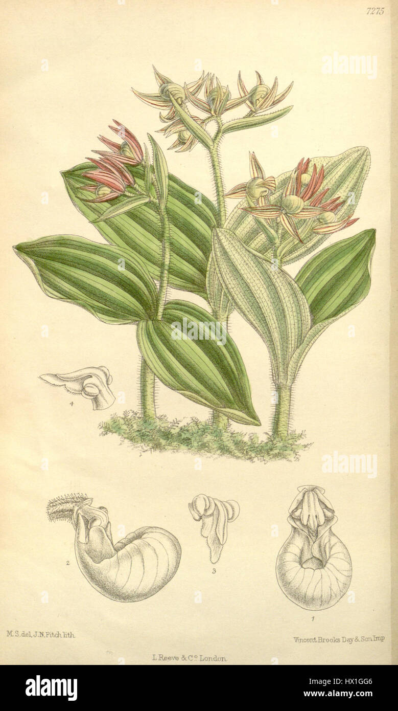 Cypripedium fasciculatum ist eine in Nordamerika heimische Orchideenart, die für ihr unverwechselbares Aussehen und ihre lebendigen Blüten bekannt ist. Sie kommt häufig in Waldgebieten vor und ist in einigen Regionen für ihre Seltenheit und ihren Schutzstatus bekannt. Stockfoto