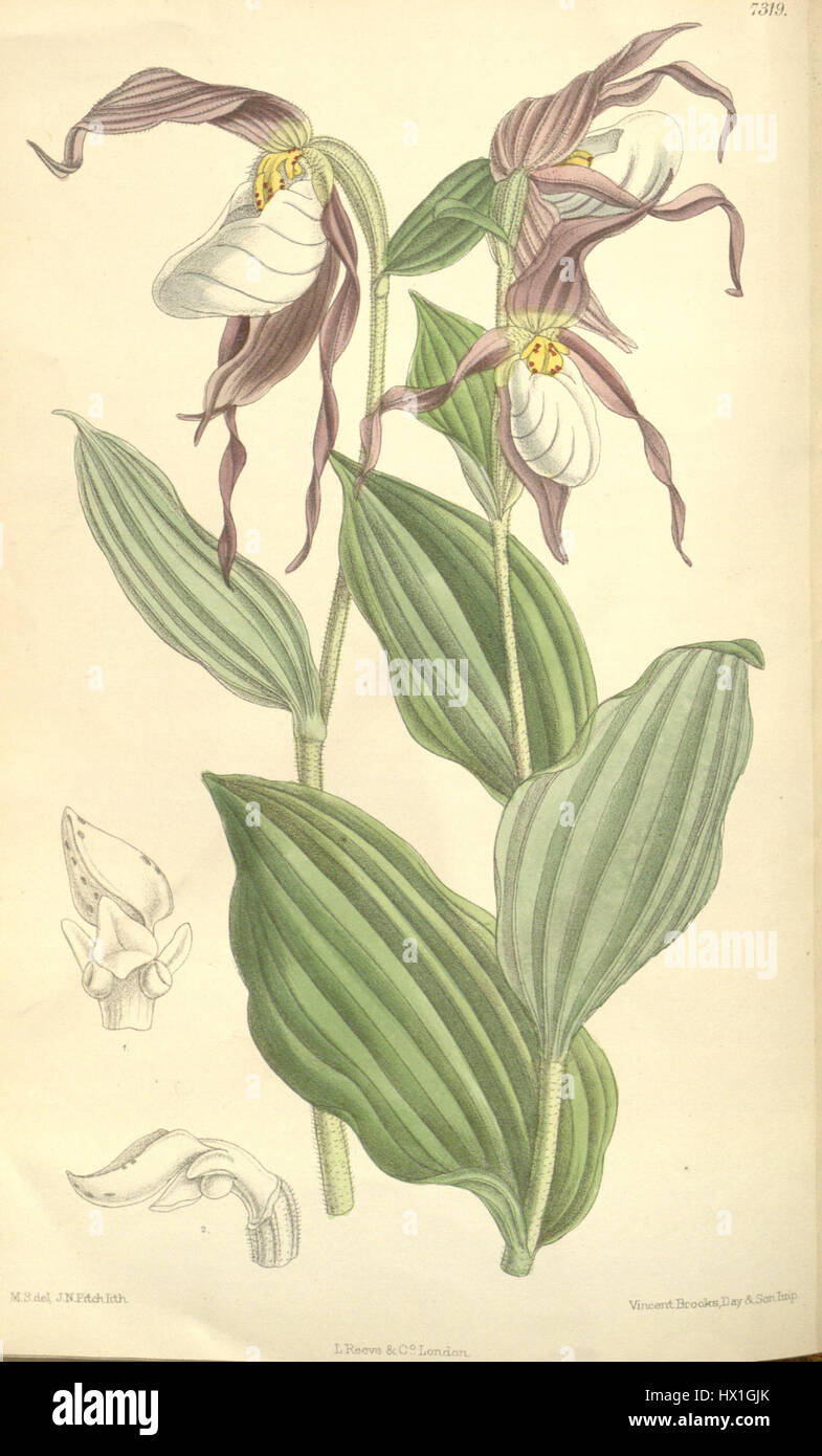 Cypripedium montanum, auch bekannt als der Hausschuh der Bergdame, ist eine in Nordamerika heimische Orchideenart. Er wird für sein markantes Aussehen bewundert und findet sich oft in bewaldeten Gebieten. Stockfoto